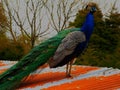 Beautiful peacock at bodmin zoo