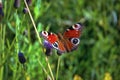 A beautiful Peacock Butterfly, Aglais io, nectaring on a Wild aster flower