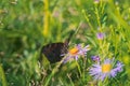 A beautiful Peacock Butterfly, Aglais io, nectaring on a Wild aster flower. Royalty Free Stock Photo