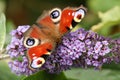 A beautiful Peacock Butterfly, Aglais io, perched on a buddleia flower with its wings open nectaring. Royalty Free Stock Photo