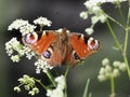 Peacock butterfly perching on cow parsley Royalty Free Stock Photo