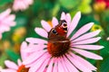 Beautiful the Peacock butterfly and echinacea flower in summer