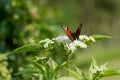 Beautiful peacock butterfly on white flower in nature on summer day Royalty Free Stock Photo