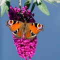 Peacock butterfly with open wings sitting on flowering pink butterflybush - Buddleja davidii - in summer garden. Royalty Free Stock Photo