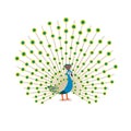 Beautiful peacock cartoon flat drawing to color. Vector illustration Royalty Free Stock Photo