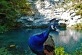 Beautiful peacock close-up on the shores of Blue Lake. Royalty Free Stock Photo