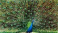 Beautiful peacock with colourful tail fully opened