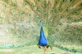 Beautiful peacock displaying his beautiful fan Royalty Free Stock Photo