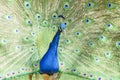 Beautiful peacock displaying his beautiful fan Royalty Free Stock Photo