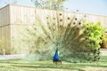 Beautiful peacock displaying his beautiful fan Royalty Free Stock Photo