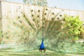 Beautiful peacock displaying his beautiful fan Royalty Free Stock Photo