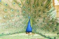 Beautiful peacock displaying his beautiful fan Royalty Free Stock Photo