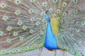 Beautiful peacock displaying his beautiful fan Royalty Free Stock Photo