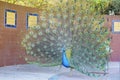 Beautiful peacock displaying his beautiful fan Royalty Free Stock Photo