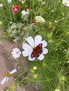 Beautiful Peacock-eyed butterfly on a flower outdoor Royalty Free Stock Photo