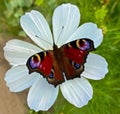 Beautiful Peacock-eyed butterfly on a flower outdoor Royalty Free Stock Photo