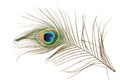 Beautiful peacock feather as background with text space Royalty Free Stock Photo