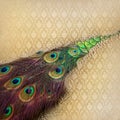 Beautiful peacock feather background Royalty Free Stock Photo