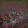 Beautiful peacock feather background Royalty Free Stock Photo