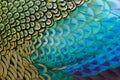 Beautiful peacock feather Royalty Free Stock Photo