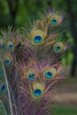 Beautiful peacock feather Royalty Free Stock Photo