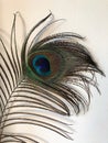 Beautiful peacock feather by the white wall Royalty Free Stock Photo