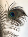 Beautiful peacock feather by the white wall Royalty Free Stock Photo