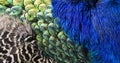 Beautiful peacock feathers as background Royalty Free Stock Photo