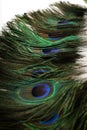 Beautiful Peacock Feathers Background