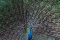 Beautiful peacock with feathers open wide