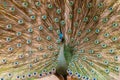 Beautiful peacock with feathers out