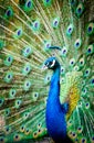 Beautiful peacock