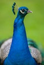 Beautiful peacock on green grass