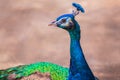 Beautiful peacock head close up Royalty Free Stock Photo