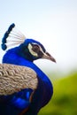 Beautiful Peacock head close up portrait. Royalty Free Stock Photo