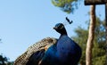 Portrait of beautiful male peacock looking around Royalty Free Stock Photo