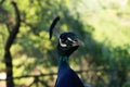 Portrait of male peacock head close up. Looking around Royalty Free Stock Photo