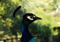 Portrait of male peacock head close up. Side view profile Royalty Free Stock Photo