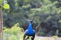 Closeup of a Peacock