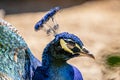 Beautiful peacock head. Portrait of beautiful peacock with feathers.