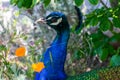 Beautiful peacock head portrait. Side view. Close up. Blurred green leaves and flower background Royalty Free Stock Photo