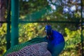 Beautiful peacock head Royalty Free Stock Photo