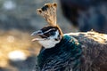 Beautiful peacock head with a tuft