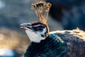 Beautiful peacock head with a tuft Royalty Free Stock Photo