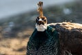 Beautiful peacock head with a tuft