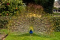 Beautiful Peacock and his opened tail Royalty Free Stock Photo