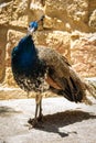 Beautiful peacock with his tail retracted.