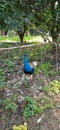 Beautiful peacock in Indian field