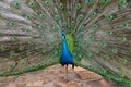 Beautiful peacock with long colorful tail and feathers close up.Pavo cristatus with colorful plumage. Royalty Free Stock Photo