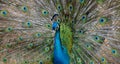 Beautiful peacock with long colorful tail and feathers close up.Pavo cristatus with colorful plumage. Royalty Free Stock Photo